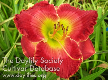 Daylily Hearts that Care